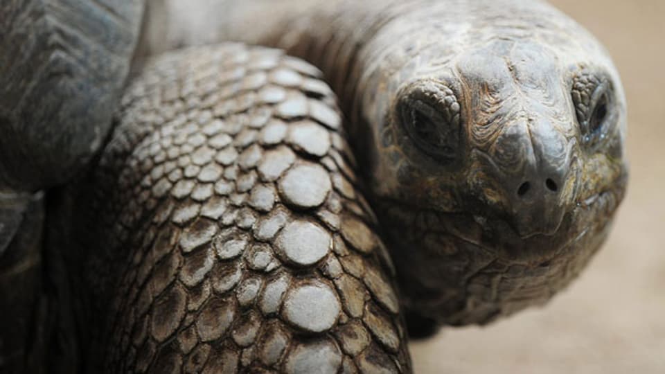 Fühlen sich wohl im Sommer: Galapagos Schildkröten.