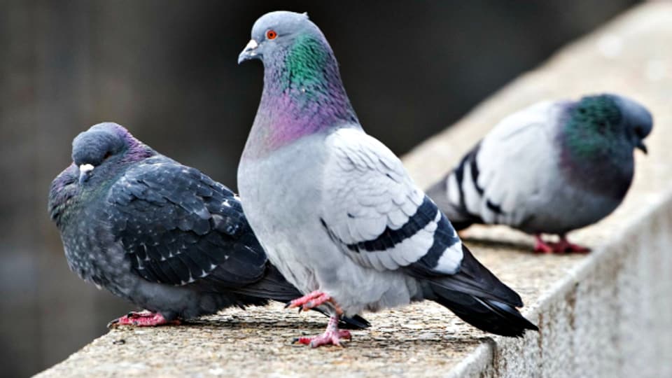 Tauben: Wenn sie in zu grosser Zahl auftauchen, wird es auf Plätzen und in Fussgängerzonen ungemütlich.