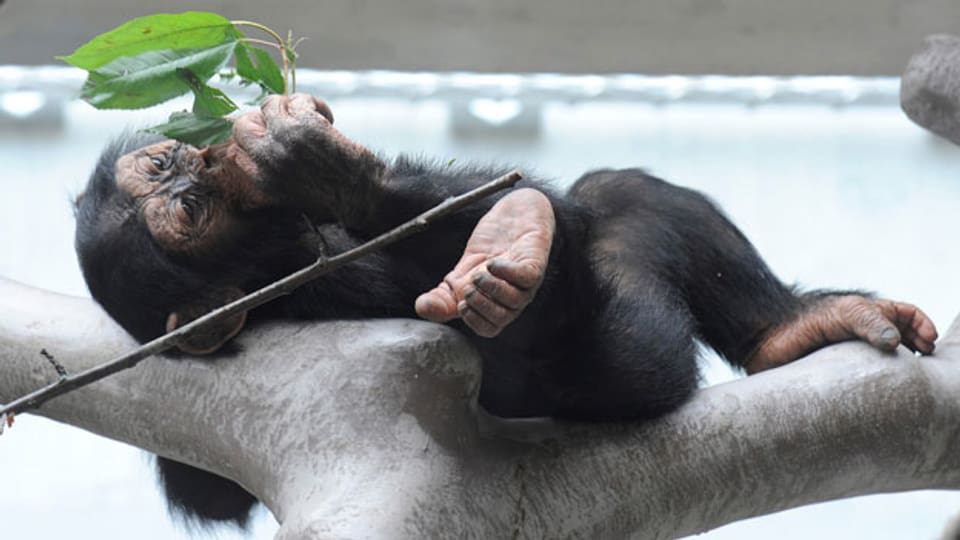 Junger Schimpanse 2011 im Basler Zolli.