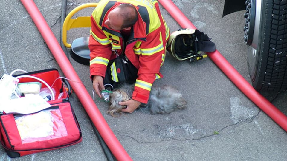 Ein Herz für Tiere: Der Feuerwehrmann versorgt den Hund mit Sauerstoff.
