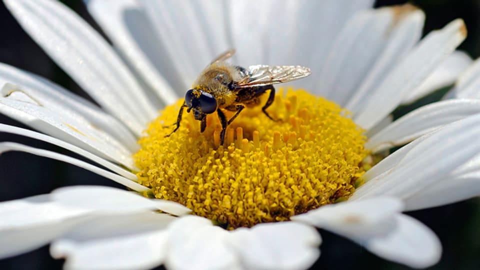 Sollen künftig vom Bund als ökologische Ausgleichsflächen akzeptiert werden: Spezielle Bienenweiden.