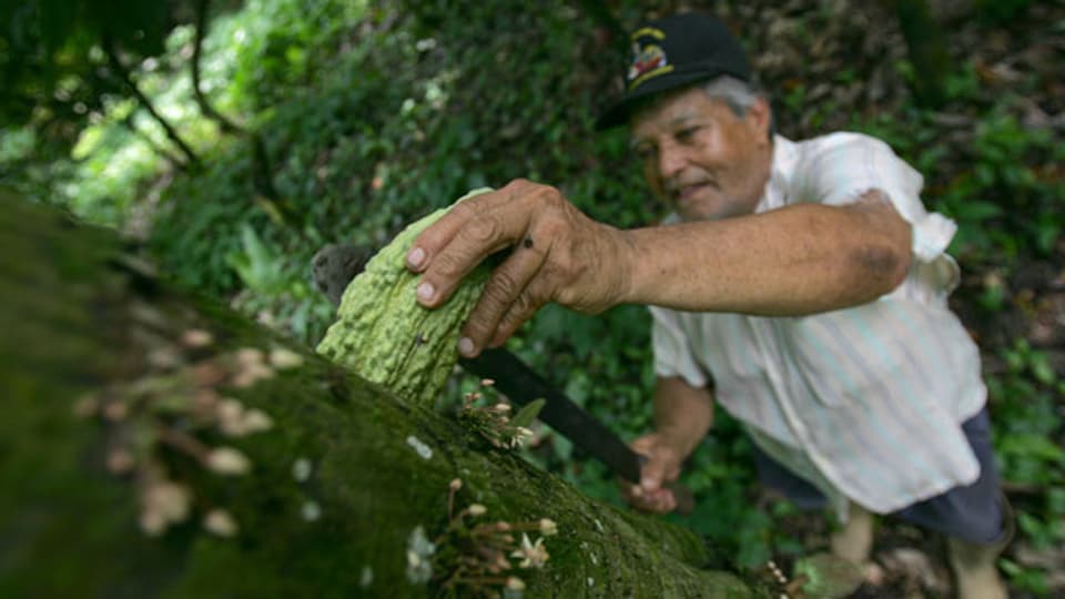 Farmer in Südamerika erntet eine Kakaofrucht.