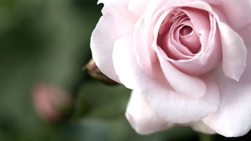 Rosenwasser: Die Essenz der Rosen wird gerne in der Küche verwendet.