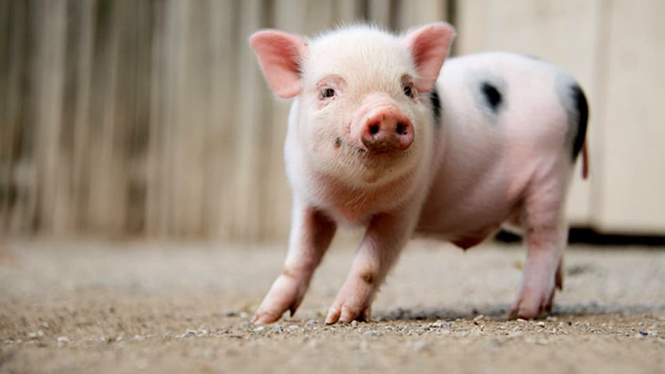Ist dieser «Schnüggel» der nächste Sommerloch-Retter? Eines von zehn neugeborenen Mini-Schweinchen im Hannover Zoo.