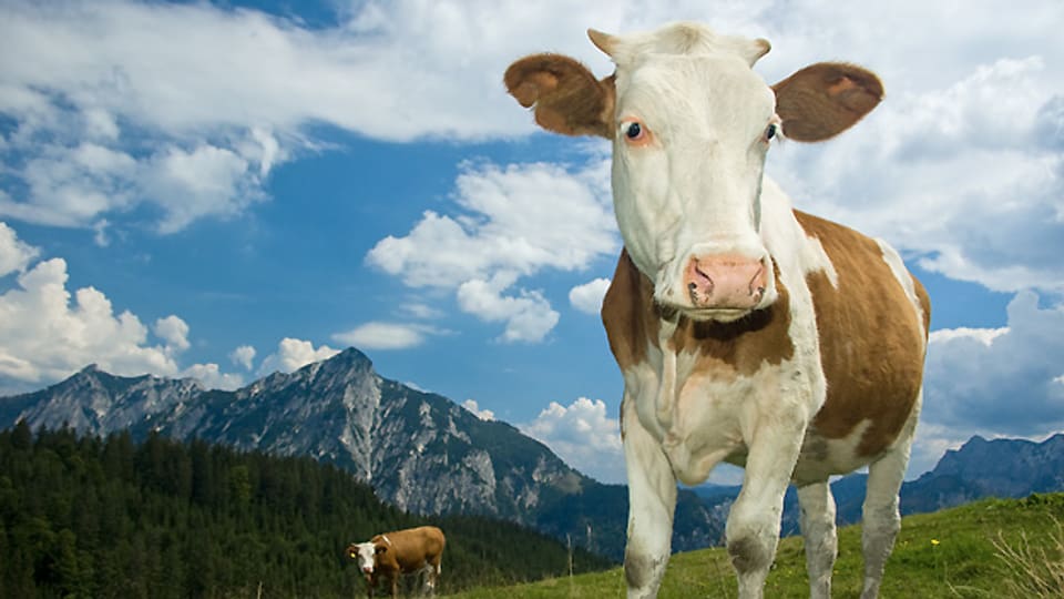 Verhalten neugierig: Kühe auf der Weide müssen sich an Eindringlinge gewöhnen.