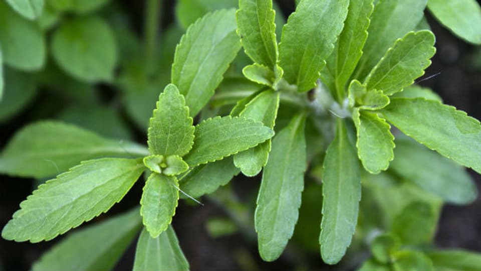 Das natürliche Süssmittel aus der südamerikanischen Pflanze Stevia süsst bis zu 300 Mal stärker als herkömmlicher Zucker.
