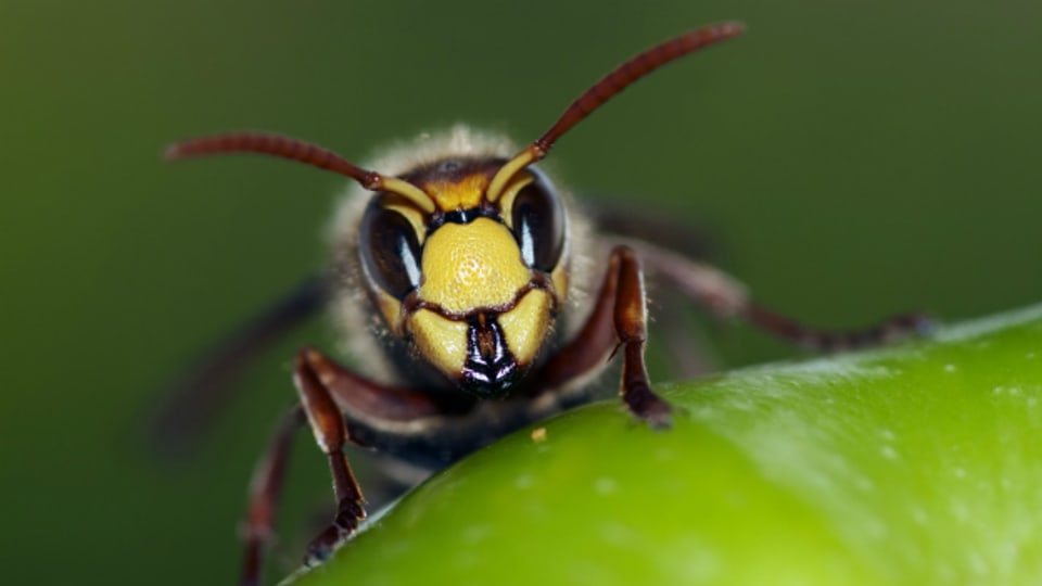 Nervige Wespen stören im Sommer beim Essen.
