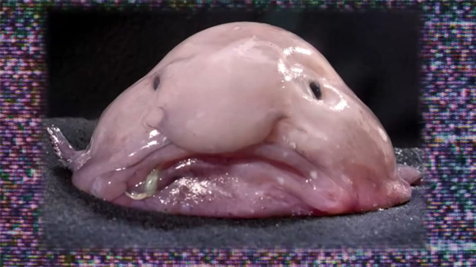 Dieser hässliche Kerl macht zur Zeit im Internet die Runde: Der Blobfisch.