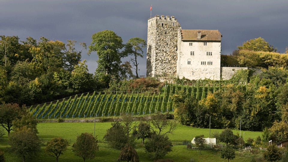 Auch unterhalb des Aargauer Schloss Habsburg werden Weinreben angebaut.