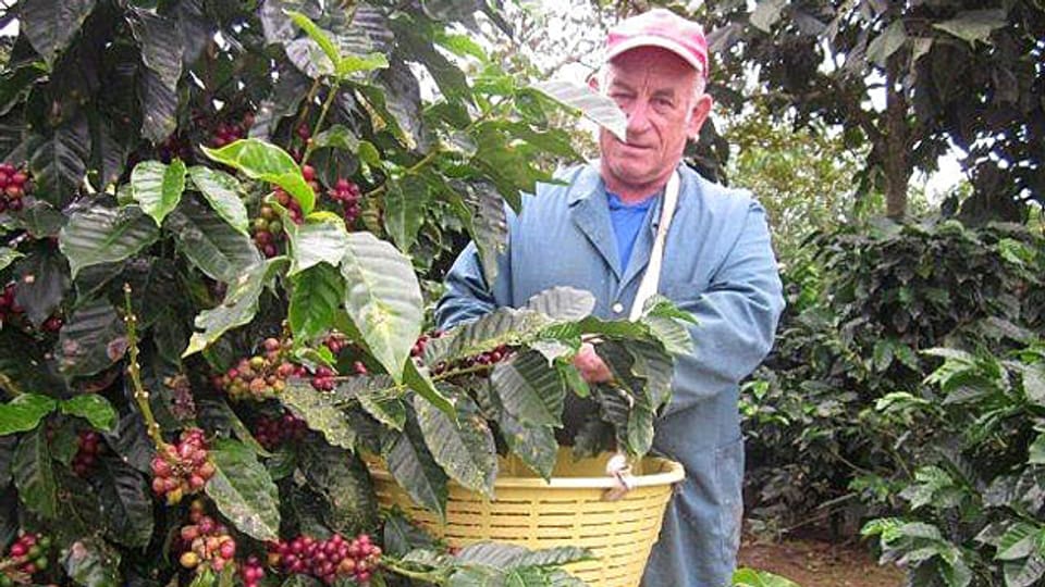 Josef Waespe bei der Kaffee-Ernte in Costa Rica.