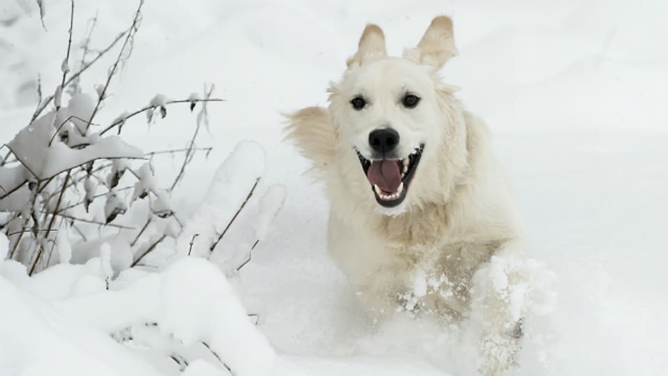 Toben im Schnee ist für viele Hunde das pure Glück!
