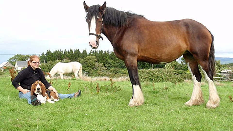 Mit Pferd und Hund: Das ist das neue Leben von Daniela Schwander.
