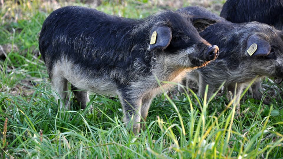 Wollschweine aus der Zucht von Martin und Andrea Rhis.