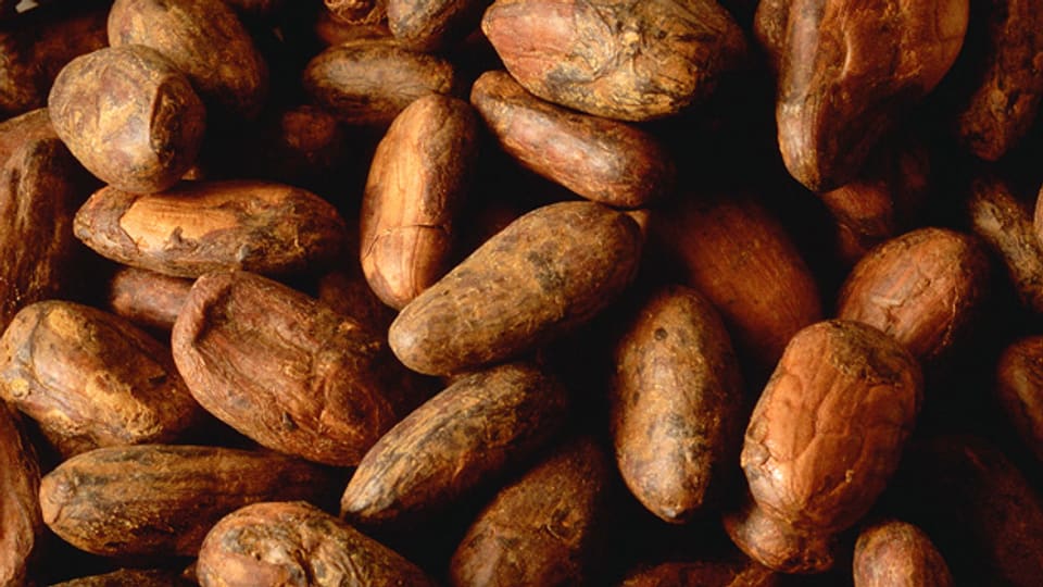Aus den Kakaobohnen wird Kakaobutter gewonnen.