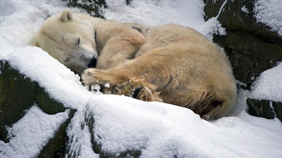 Schlafen kann jeder. Ob dieser Eisbär im Berliner Zoo auch träumt?