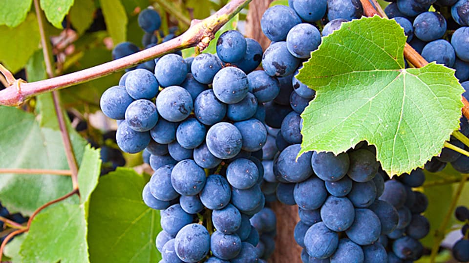 Gesunde, gut ausgereifte Trauben sind die Voraussetzung für jeden guten Wein.