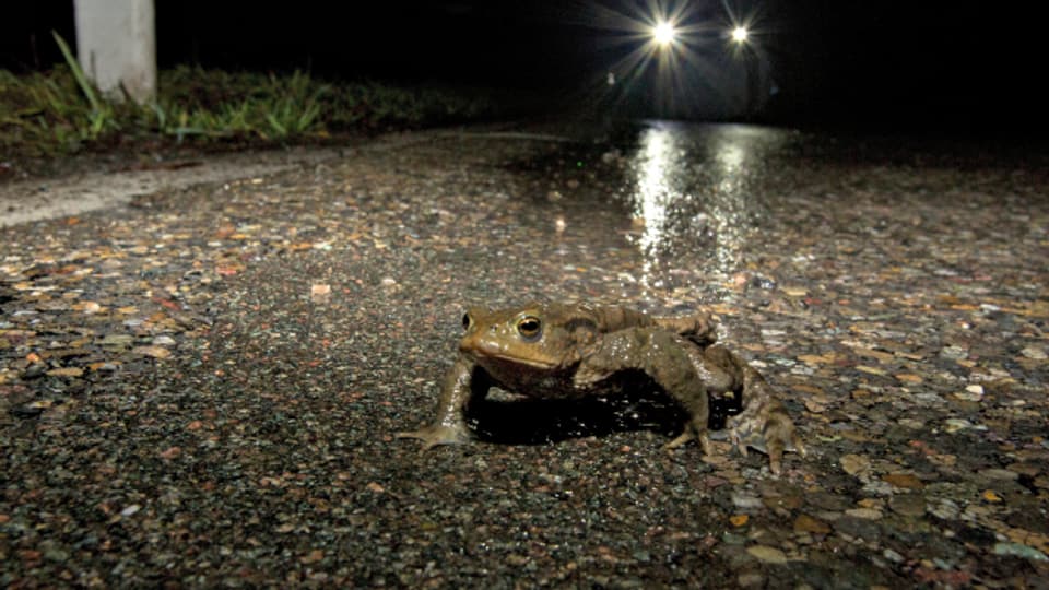 Tödliche Fallen für Frosch und Co.: Auf ihrem Weg an ihr Fortpflanzungsgewässer müssen Amphibien vielerorts für sie gefährliche Strassen queren.