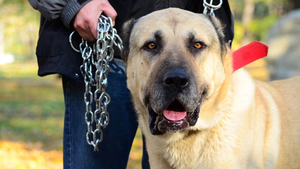 Angst vor Hunden: Für Betroffene ist eine Begegnung Stress.