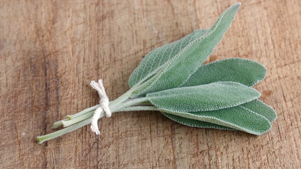 Nur frische Salbeiblätter haben das typische herbduftige Aroma.