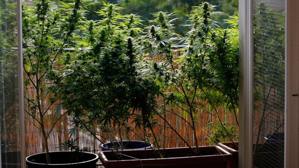 Was die Regulierung des Cannabismarkts betrifft, ist Genf am weitesten fortgeschritten.