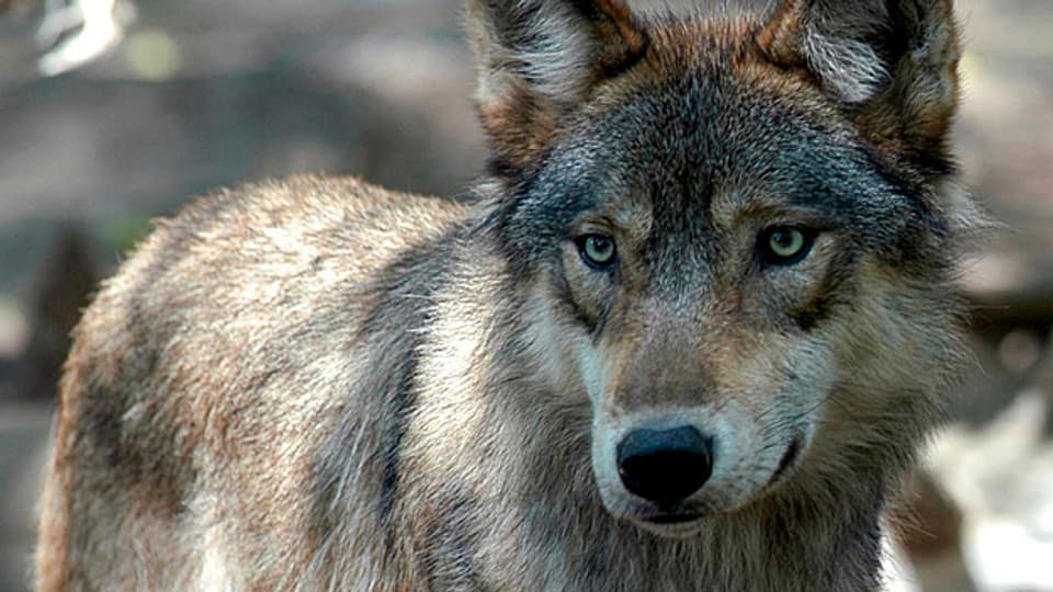 Im Bündnerland sind mehrere Wölfe gesichtet worden.