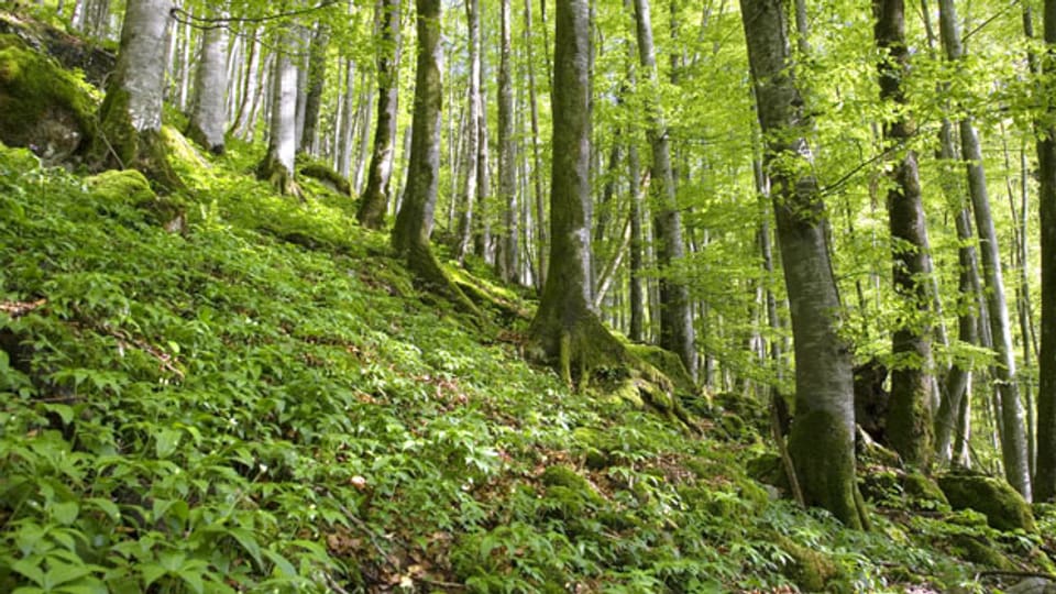 Freiwilliger Ranger: Der Winterthurer Wald soll vom Einsatz der Arbeitswilligen profitieren.