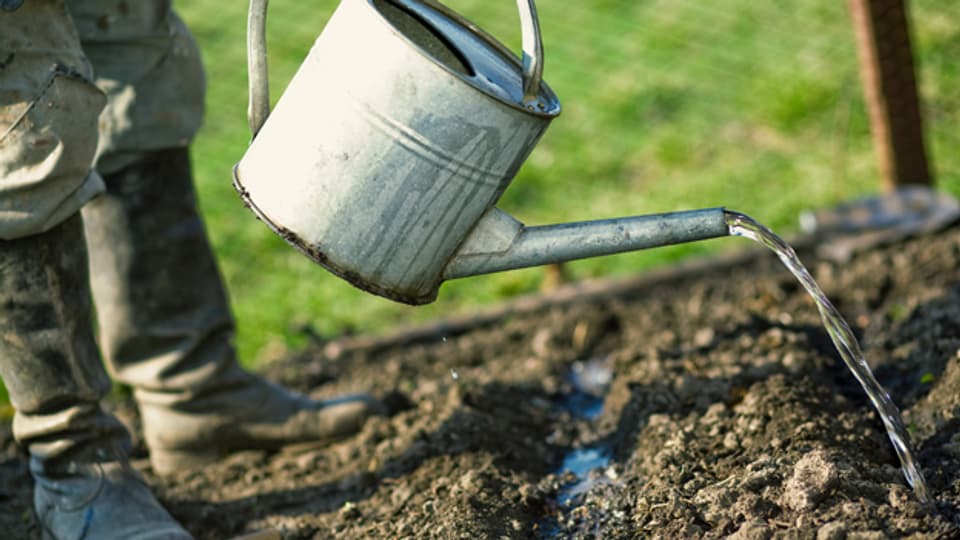 Ein Gemüsegarten erfordert ein Minimum an Pflege.