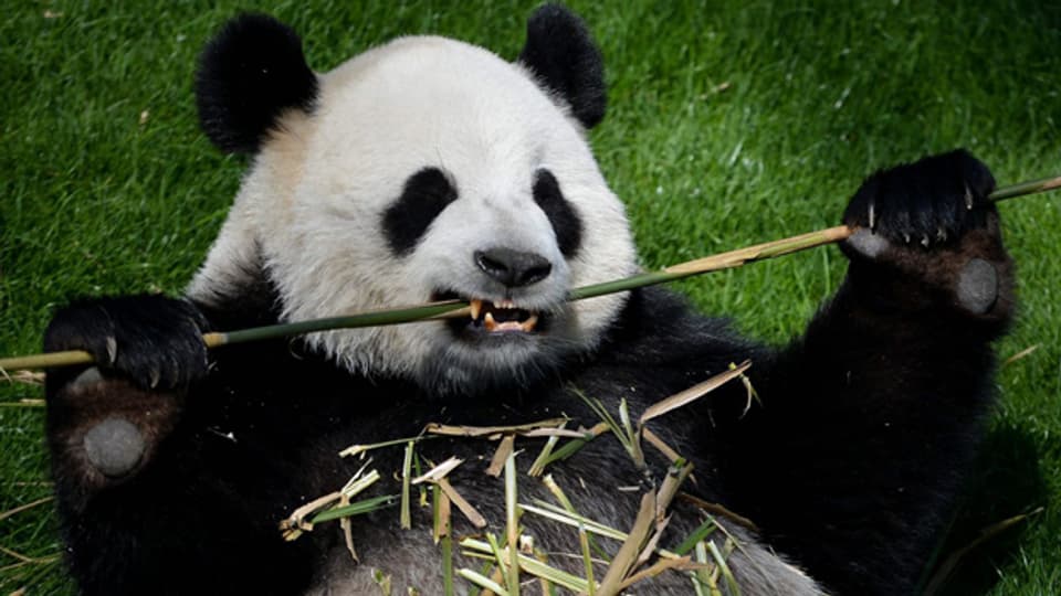 Fressen, statt gefressen werden: gute Aussichten für den chinesischen Riesenpanda.