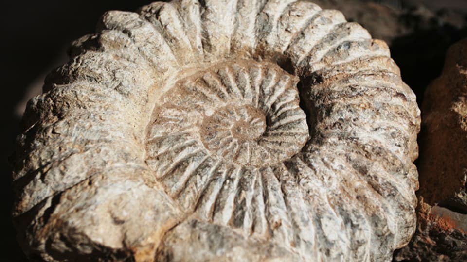 Ammoniten sind bei Fossiliensammlern beliebt, weil es sie in grosser Vielfalt gibt.
