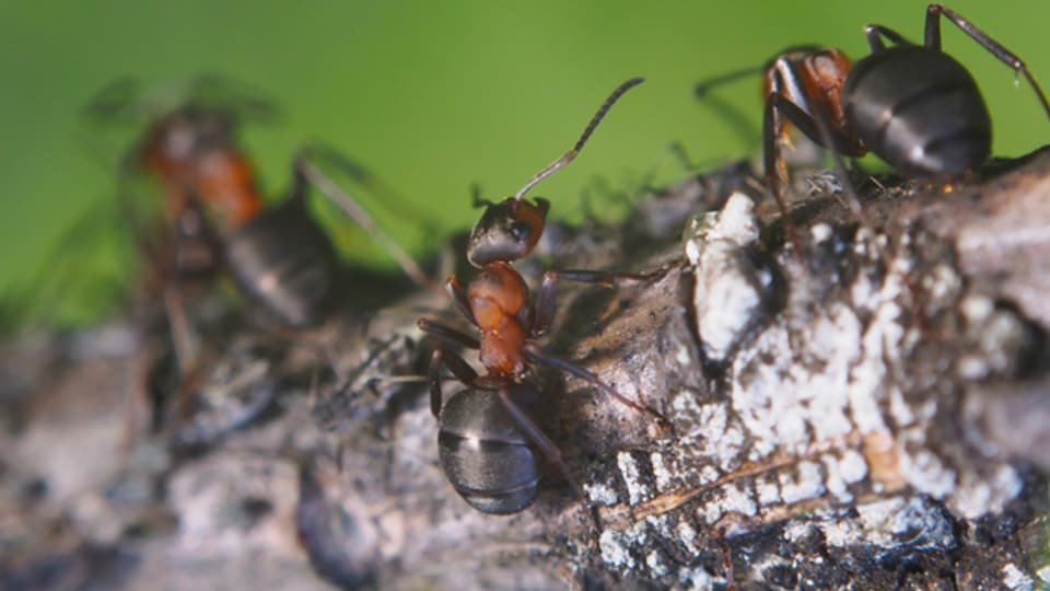 Im Wald zuhause, in der Wohnung verhasst: Ameisen machen vielen Haushalten zu schaffen.