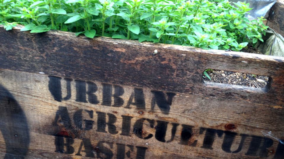 Mit «Urban Agriculture» breitet sich in den Städten eine grüne Revolution aus.