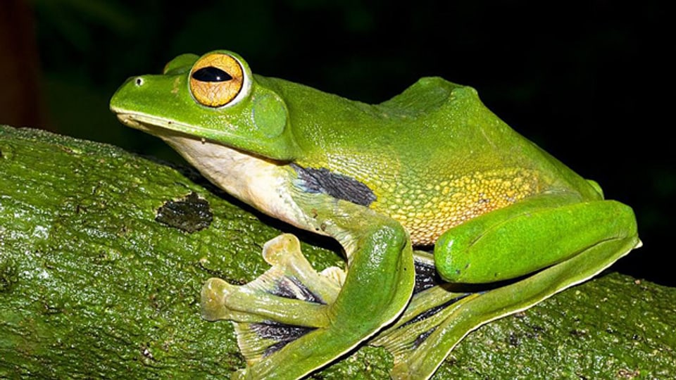 Exotische Spezies im Mekong: Der grosse grüne fliegende Frosch.
