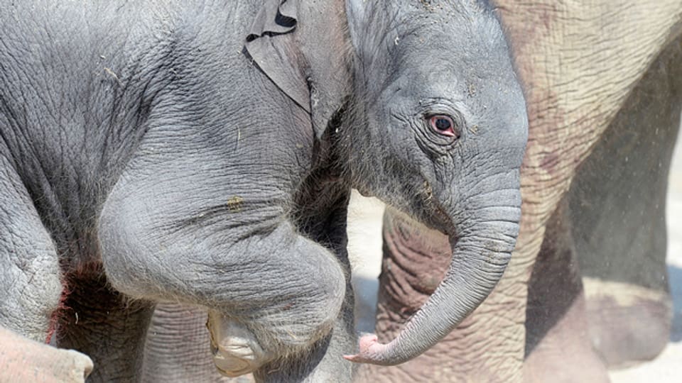 Es ist das dritte Junge der Elefantendame Indi im Zoo Zürich und soll bald einen Namen kriegen.