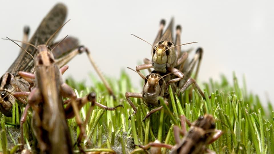 Heuschrecken und viele andere Insekten können sich nur durch Flucht vor der Mähmaschine retten.