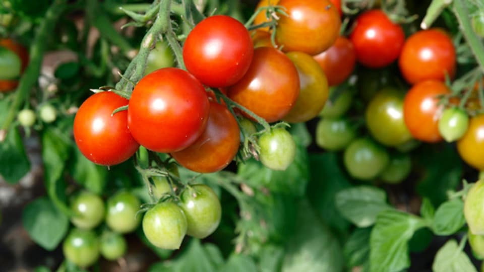 Für Anfänger: Kleine Tomaten sind leichter zu pflegen.