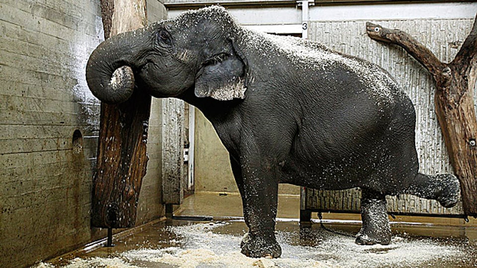 Vorfreude: Elefantendame «Ceyla» bekommt ein neues Zuhause.