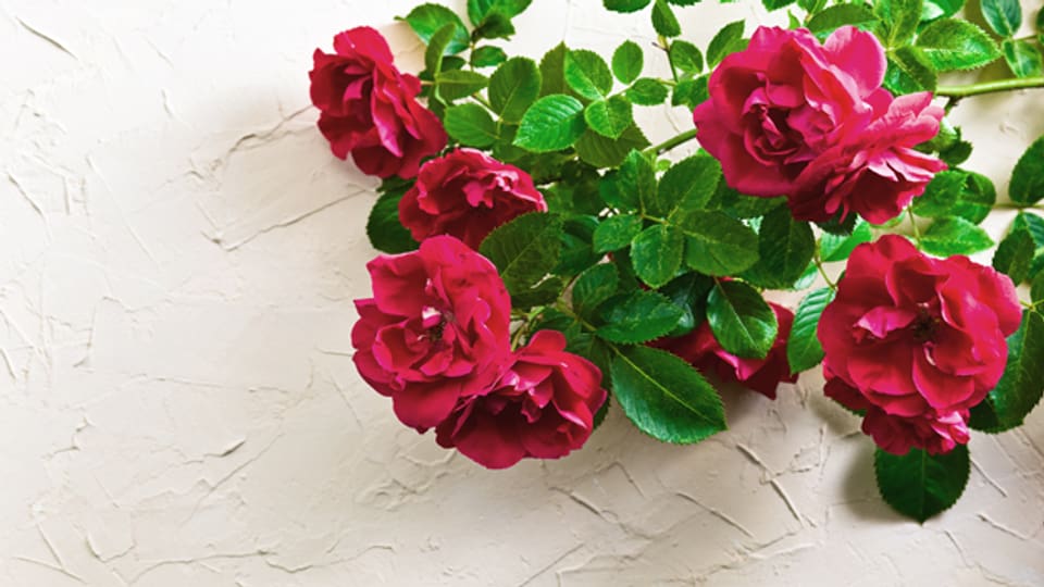 Wenn man die Rosen rechtzeitig schneidet, kann man ihre Blüten mehrmals pro Jahr geniessen.