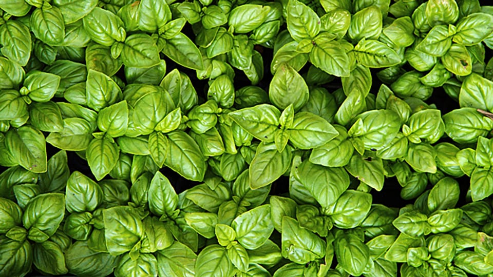 Grün und aromatisch: Frischer Basilikum passt zur Sommerküche.