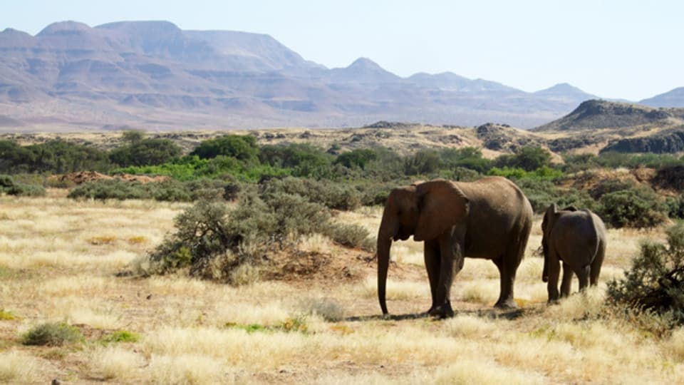 Elefanten in Torra Conservancy in Namibia