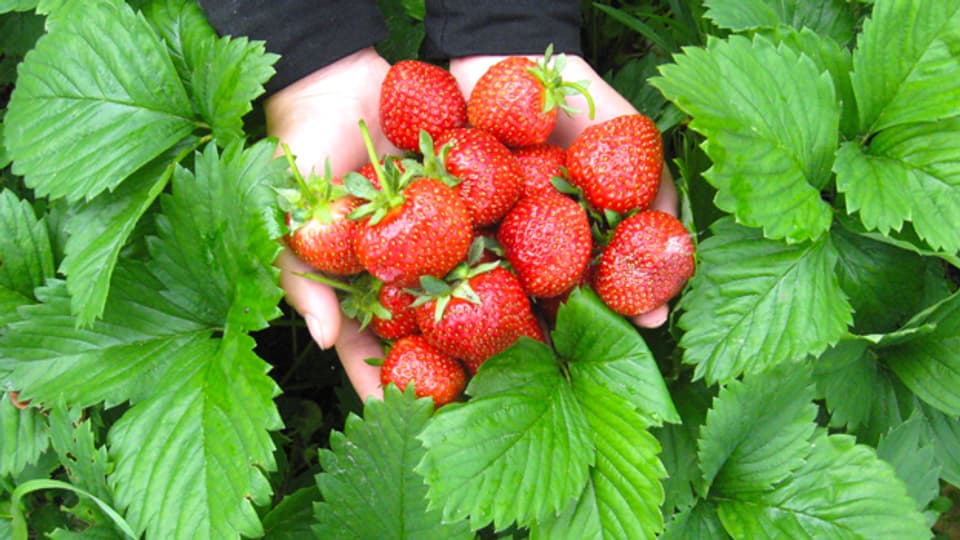 Erdbeeren aus dem eigenen Garten sind aromatisch.
