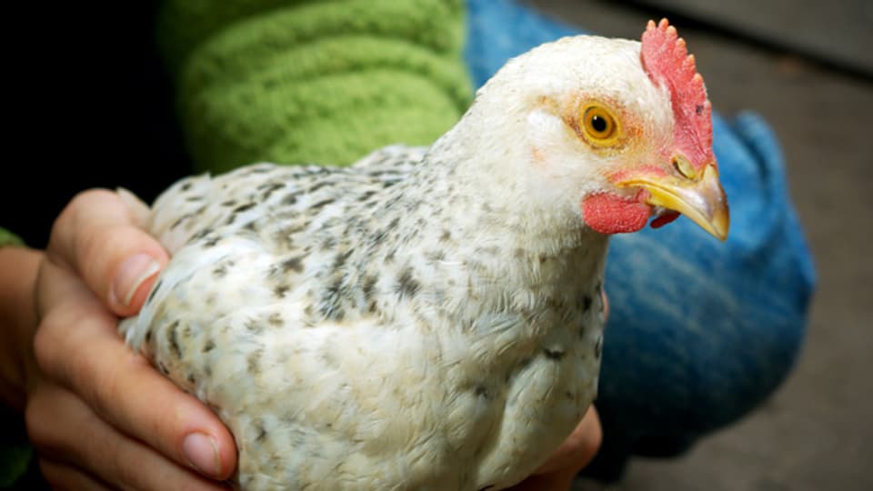 Hühner legen nicht nur Eier, man kann sie auch streicheln.