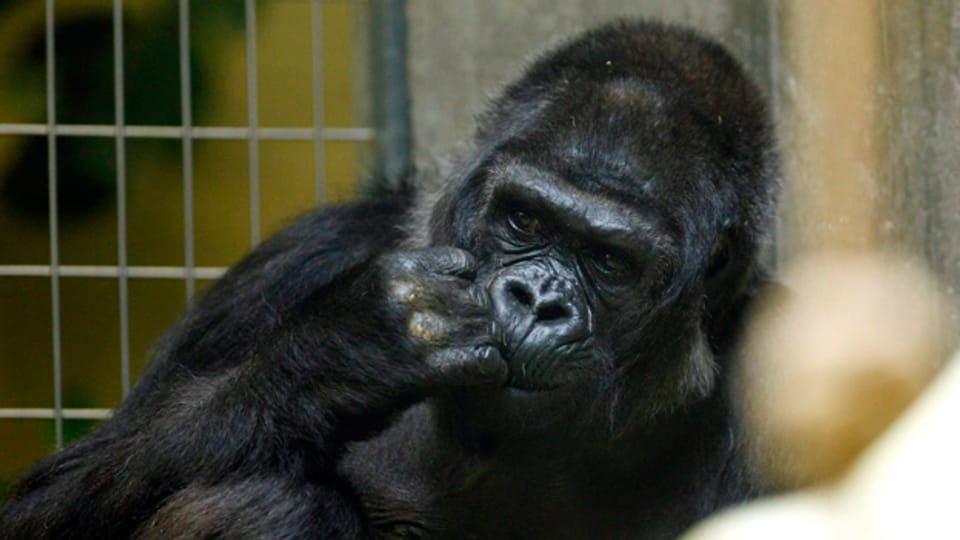 Goma hatte in ihrem langen Leben im Zoo einmal Nachwuchs. 1971 kam ihr Sohn Tamtam zur Welt.