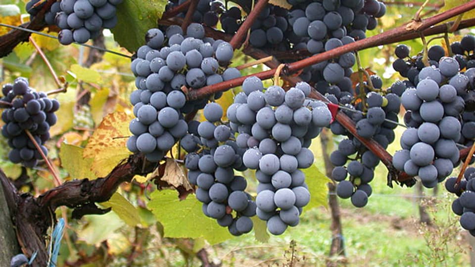 Gamay: In der Schweiz wird die Traubensorte auf 1430 Hektaren angebaut.
