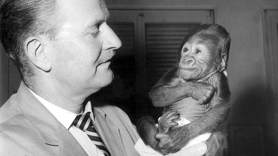 Ernst Lang hält am 26. September 1959 das drei Tage alte Gorilla-Baby Goma in der Hand.