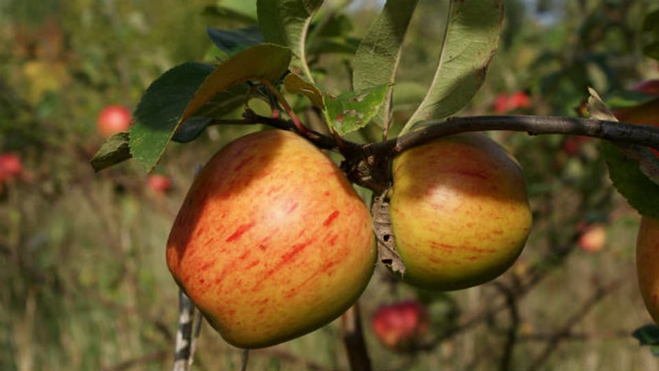 Die Apfelsorte «Goldparmäne» ist für Allergiker geeignet. Die Sorte wurde anfangs des 16. Jahrhunderts entdeckt.