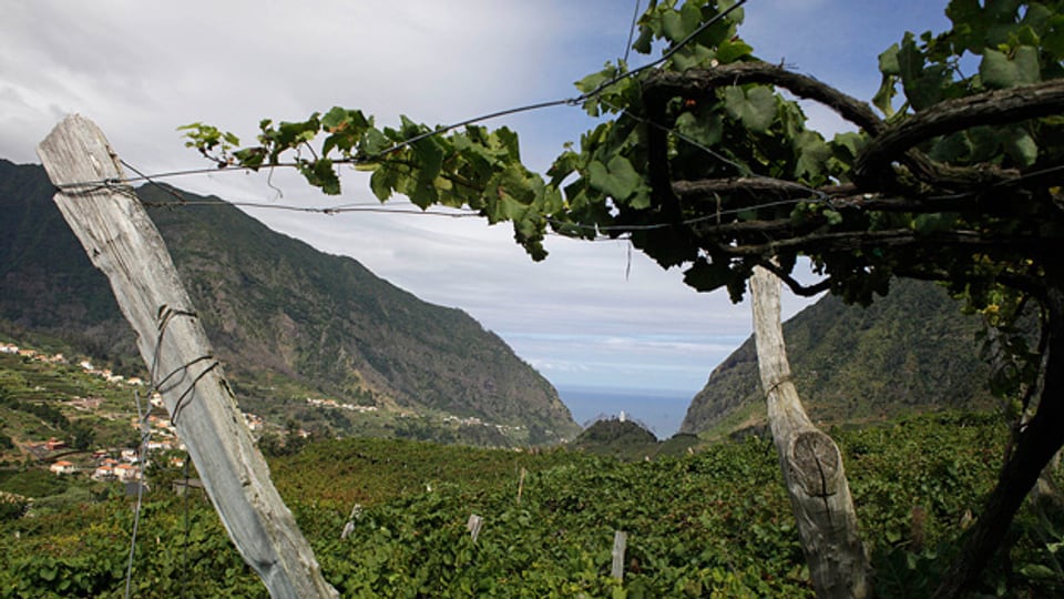 In der Nähe von Sao Vicente auf Madeira zum Beispiel wird die Traubensorte Verdelho angebaut.