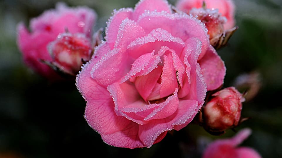 Leiden unter der Kälte: Rosen kann man vor Minustemperaturen schützen.