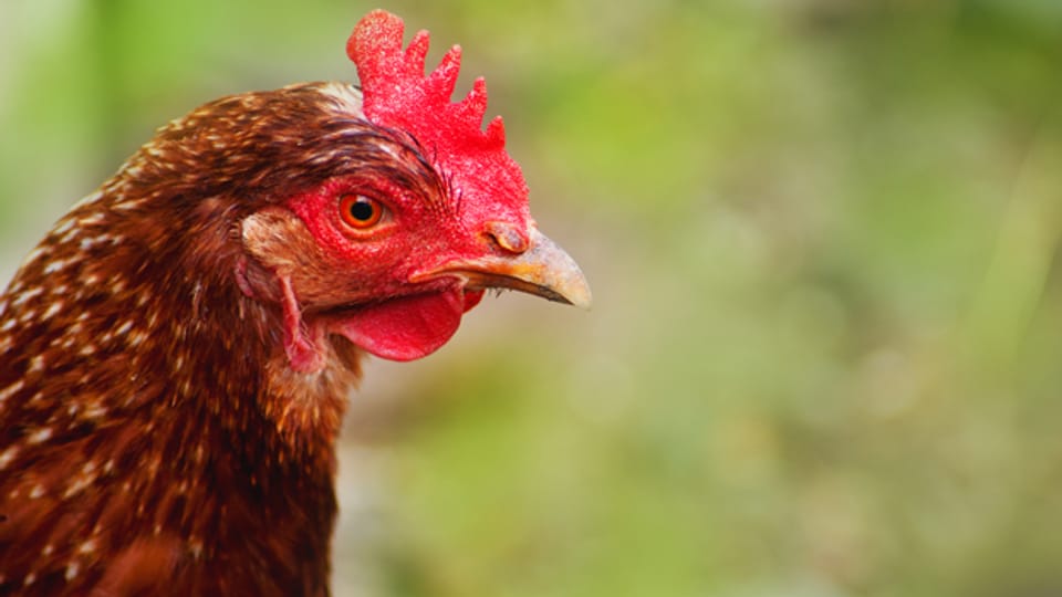 Tragisches Schicksal: Wenn Hühner nicht mehr genug Eier legen, werden die Tiere zu Tierfutter verarbeitet.