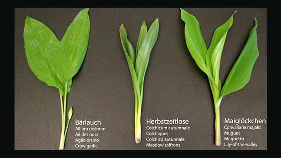 Gefährliche Verwechslung: Besonders die Herbstzeitlose darf man nicht verspeisen.