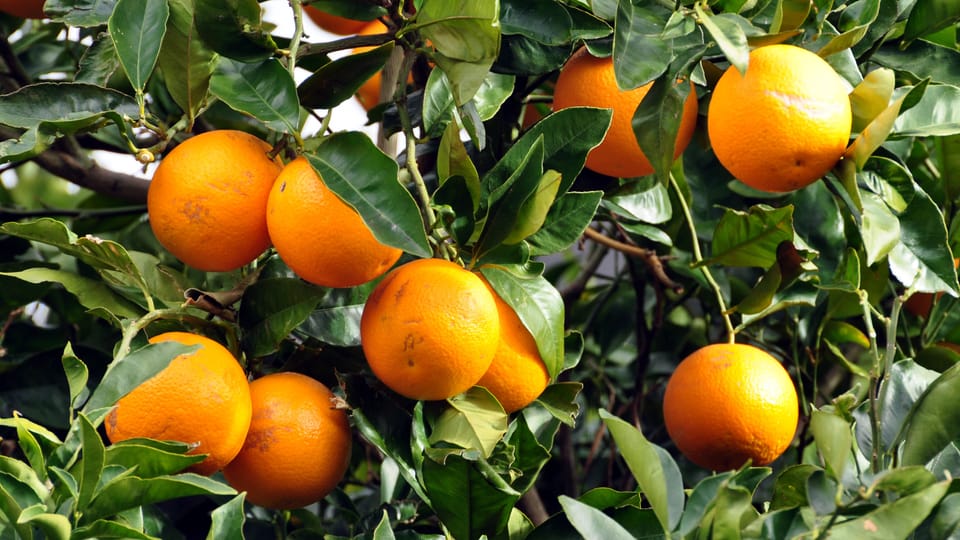 Iren Meier gibt Auskunft über die Glaubwürdigkeit von «Ismaels Orangen» (Bild: Pixelio_Peter Smola)